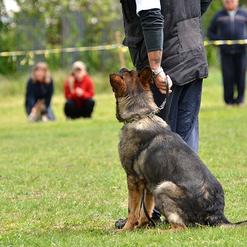 Doggie Training Park